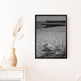 Obraz w ramie Mewa na piaszczystej plaży 