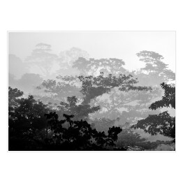 Plakat samoprzylepny Tropikalny las deszczowy w odcieniach koloru szarego