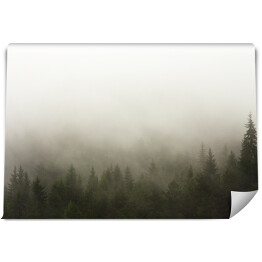 Fototapeta Las we mgle w deszczową pogodę