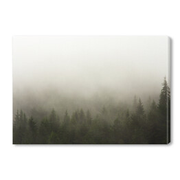 Obraz na płótnie Las we mgle w deszczową pogodę