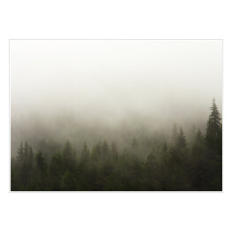 Plakat Las we mgle w deszczową pogodę