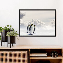 Obraz w ramie Pingwiny cesarskie