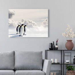 Obraz na płótnie Pingwiny cesarskie