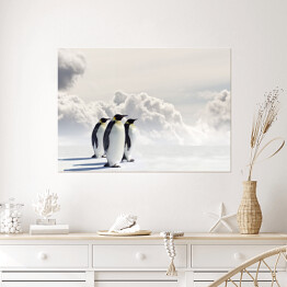 Plakat Pingwiny cesarskie