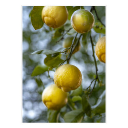 Dojrzewające cytryny w sadzie