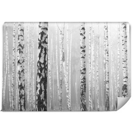 Fototapeta samoprzylepna Zagajnik z brzozami w odcieniach szarości