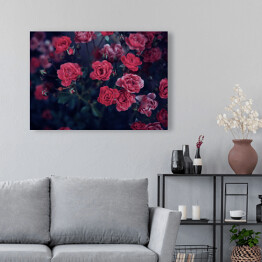 Obraz na płótnie Ciemnoczerwone róże wśród ciemnych liści
