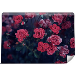 Fototapeta Ciemnoczerwone róże wśród ciemnych liści