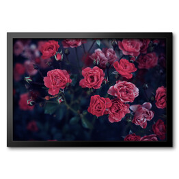 Obraz w ramie Ciemnoczerwone róże wśród ciemnych liści