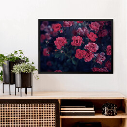 Obraz w ramie Ciemnoczerwone róże wśród ciemnych liści