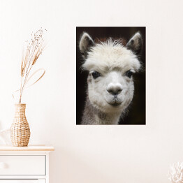 Plakat samoprzylepny Alpaka w odcieniach szarości