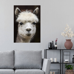 Plakat Alpaka w odcieniach szarości