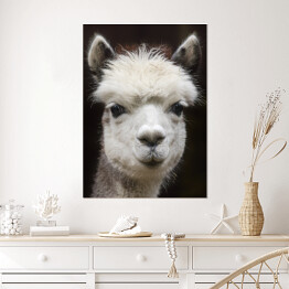 Plakat samoprzylepny Alpaka w odcieniach szarości
