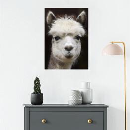 Plakat Alpaka w odcieniach szarości