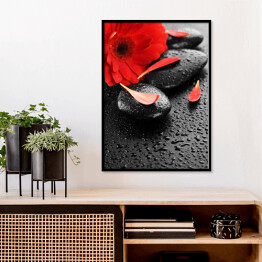 Plakat w ramie Czerwony kwiat na kamieniach do masażu