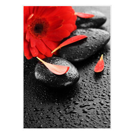 Plakat Czerwony kwiat na kamieniach do masażu