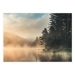 Plakat Wiecznie zielony las spowity mgłą o wschodzie słońca