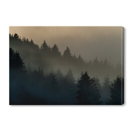 Obraz na płótnie Wiecznie zielone drzewa w górach we mgle