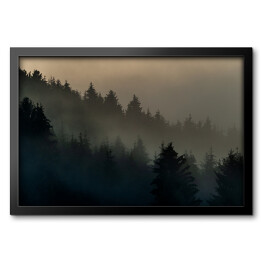 Obraz w ramie Wiecznie zielone drzewa w górach we mgle