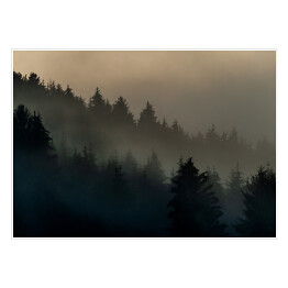 Plakat samoprzylepny Wiecznie zielone drzewa w górach we mgle