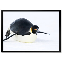 Plakat w ramie Leżący pingwin 
