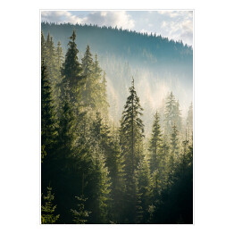 Plakat samoprzylepny Widok na las i góry o poranku
