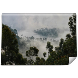 Fototapeta samoprzylepna Drzewa na tle lasu we mgle
