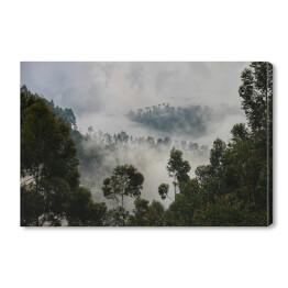 Obraz na płótnie Drzewa na tle lasu we mgle