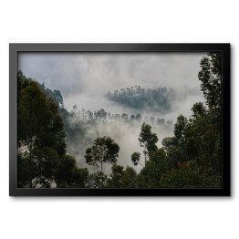 Obraz w ramie Drzewa na tle lasu we mgle