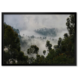 Plakat w ramie Drzewa na tle lasu we mgle