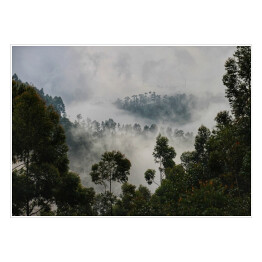 Plakat samoprzylepny Drzewa na tle lasu we mgle
