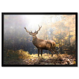 Plakat w ramie Majestatyczny jeleń w jesiennym lesie na tle promieni słonecznych