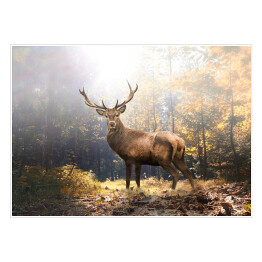 Plakat samoprzylepny Majestatyczny jeleń w jesiennym lesie na tle promieni słonecznych