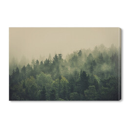 Obraz na płótnie Zielony las w gęstej mgle