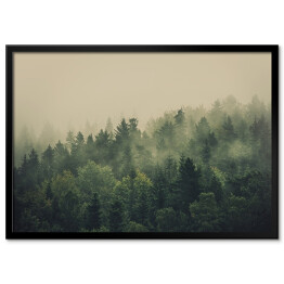 Plakat w ramie Zielony las w gęstej mgle