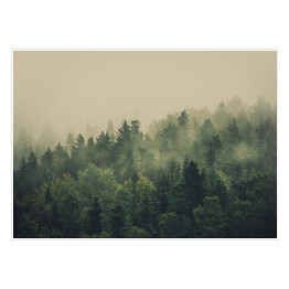 Plakat samoprzylepny Zielony las w gęstej mgle