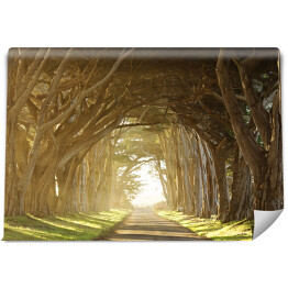 Fototapeta winylowa zmywalna długi tunel drzewo przez mgły drzew w pobliżu San Francisco