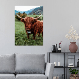 Plakat samoprzylepny Szkocka krowa na pastwisku wśród gór