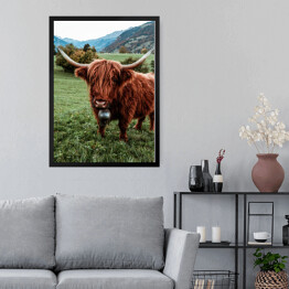 Obraz w ramie Szkocka krowa na pastwisku wśród gór