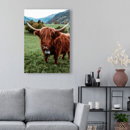 Obraz na płótnie Szkocka krowa na pastwisku wśród gór