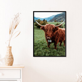 Plakat w ramie Szkocka krowa na pastwisku wśród gór