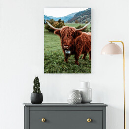  Szkocka krowa na pastwisku wśród gór
