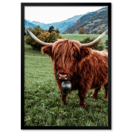 Plakat w ramie Szkocka krowa na pastwisku wśród gór