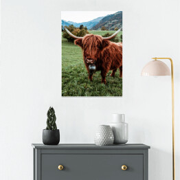 Plakat Szkocka krowa na pastwisku wśród gór