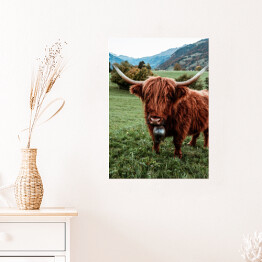 Plakat Szkocka krowa na pastwisku wśród gór