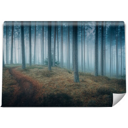 Fototapeta samoprzylepna Ciemny mroczny las we mgle