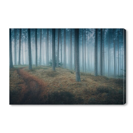 Obraz na płótnie Ciemny mroczny las we mgle