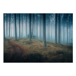 Plakat Ciemny mroczny las we mgle