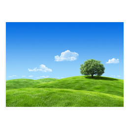 Plakat Samotne drzewo na zielonej łące w wiosenny dzień