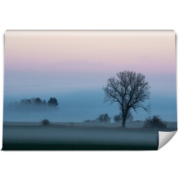 Fototapeta winylowa zmywalna Krajobraz z gęstą mgłą o poranku